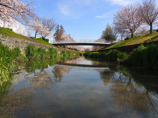 
水無瀬川の桜