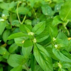 Close up green spermacoce exilis (borreria) in the nature with natural background.  This plant is weeds. Flowers are white to very pale purple, formed in axillary clumps.
