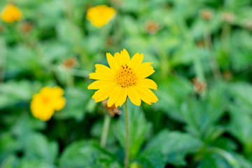 Obraz premium yellow flower