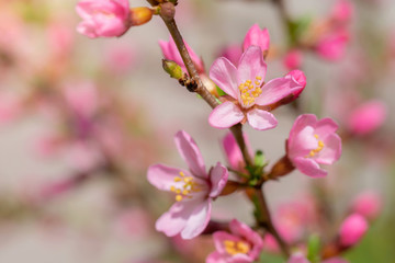 Flowering pink almonds in garden.