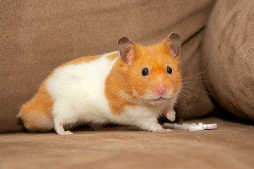 hamster 6