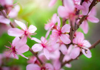 Flowering pink almonds in garden.