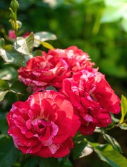 Red rose flower close up on a summer day. Red rose flower close up on a summer day.