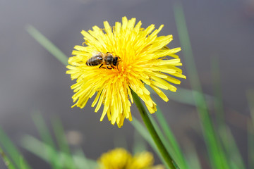 bee collects pollen on a yellow dandelion flower, macro, horizontal photo

