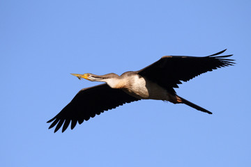 Flying female Australasian Darter with twine around beak