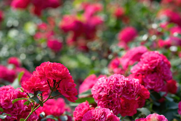 Red rose flower close up on a summer day. Red rose flower close up on a summer day.