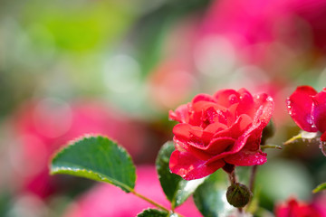 Red rose flower close up on a summer day. Red rose flower close up on a summer day.