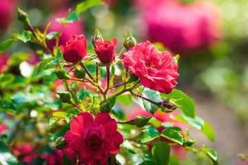 Obraz na płótnie Canvas Red rose flower close up on a summer day. Red rose flower close up on a summer day.