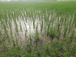 green wheat field