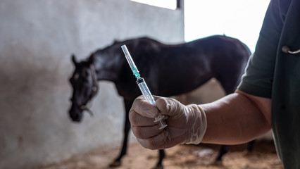 Doctor injection horse in the farm