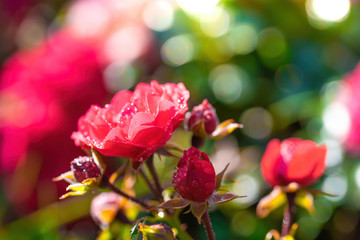 Red rose flower close up on a summer day. Red rose flower close up on a summer day.
