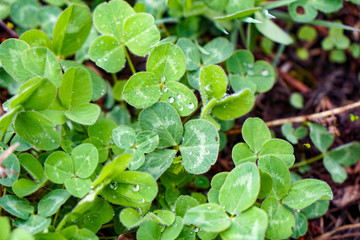 Fototapeta na wymiar lawn with clover, many shamrocks in dew, green summer background