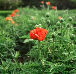 Opium Poppy (Papaver Somniferum) Plants. Popy Flowers in Green Field. Red Flower Plant.