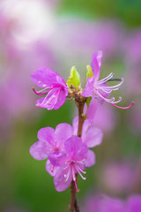 Fototapeta na wymiar Flowering pink almonds in garden.