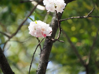花桃