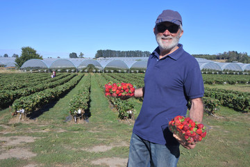 Strawberry farmer carrying boxes with freshly picked strawberries
