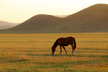Obraz premium Many horses graze on the hillside in autumn
