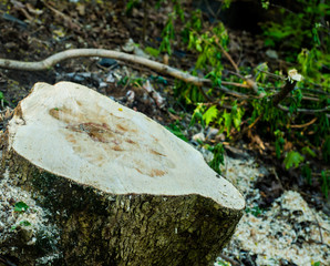 Felled tree in the forest