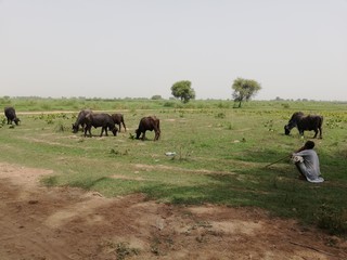 herd of cows