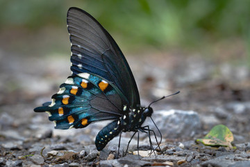 Fototapeta na wymiar Blue butterfly with black wings