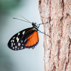 Hecale Longwing Butterfly Resting on Tree