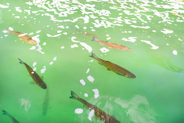 A group of large fish swimming in beautiful, transparent turquoise water.
