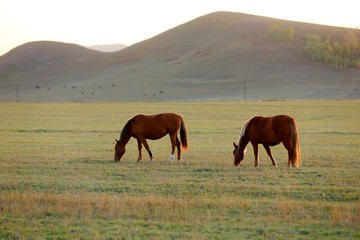 Many horses graze on the hillside in autumn