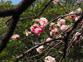 花桃
