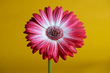 Colorful red gerbera daisy flower