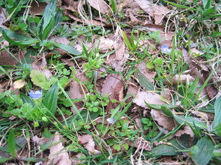 Veronica persica