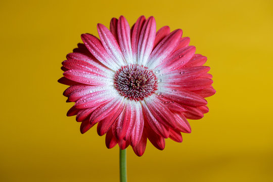 Colorful red gerbera daisy flower - Powered by Adobe