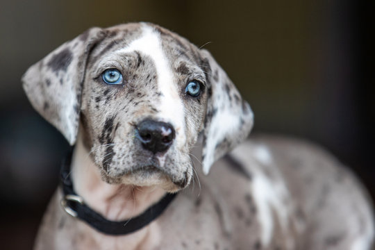 Gray Great Dane Puppy Dog