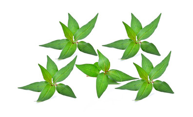 Polygonum odoratum leaves on white background