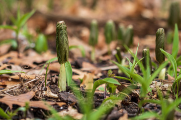 Young mayapple plant on the forest floor