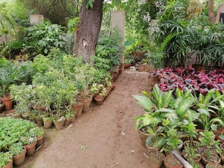 garden