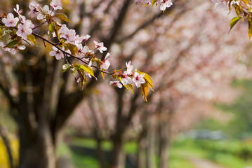 桜の花のクローズアップ