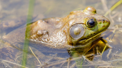 American Bullfrog in Natural Aquatic Habitat. Henry W. Coe State Park, California, USA.

