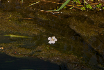 桜の花びらが川を流れる