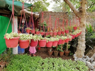 flowers in a garden