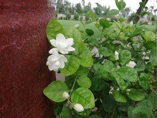 white flowers on a green background