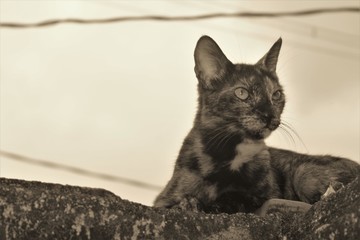 gato em cima do muro permitindo ser fotografado!
