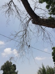 tree in the sky
