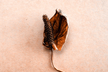 textured background with dried flower (Spathiphyllum), nude earth color