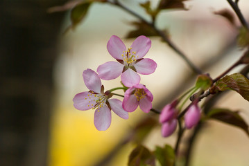 桜の花のクローズアップ