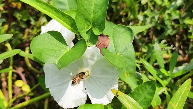 This flower name is Calystegia sepium, and a bee is sitting on a flower and eating honey.