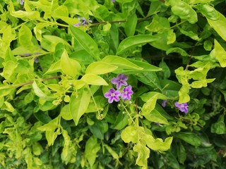 purple and green