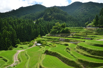 棚田