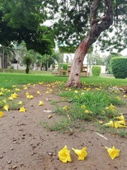 path in the park
