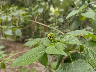 Lantana Camara green seeds