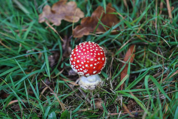 Toadstool